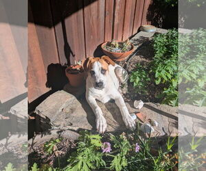 Mastiff-Unknown Mix Dogs for adoption in Davis, CA, USA