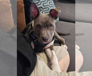 Mutt Dogs for adoption in Thomasville, NC, USA