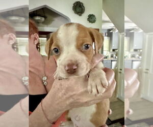 American Staffordshire Terrier-Unknown Mix Dogs for adoption in Brewster, NY, USA