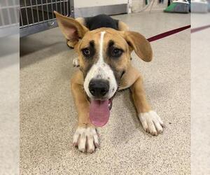 German Shepherd Dog Dogs for adoption in Riverside, CA, USA