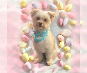 Shiranian Dogs for adoption in Lebanon, PA, USA