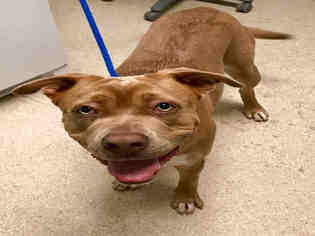 American Pit Bull Terrier-Unknown Mix Dogs for adoption in Bakersfield, CA, USA
