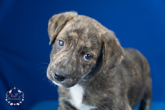 View Ad Labrador Retriever Mountain Cur Mix Dog For - mountain cur lab mix puppies