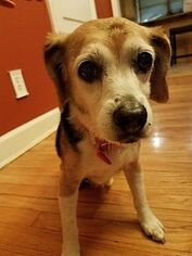 Beagle Dogs for adoption in Davenport, IA, USA