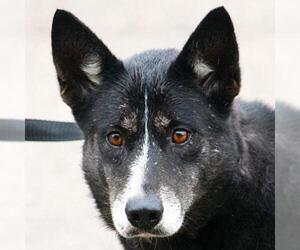 Alaskan Husky Dogs for adoption in Huntley, IL, USA