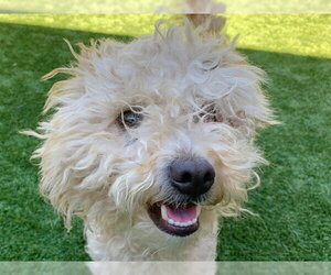 Poodle (Miniature)-Unknown Mix Dogs for adoption in Moreno Valley, CA, USA