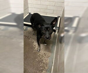 American Pit Bull Terrier Dogs for adoption in Stockton, CA, USA