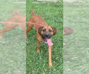 Bloodhound-Unknown Mix Dogs for adoption in Stafford, VA, USA