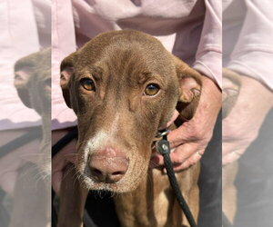 Mutt Dogs for adoption in Wenonah, NJ, USA