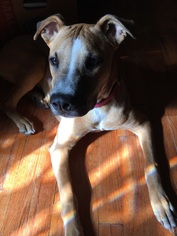 Black Mouth Cur Dogs for adoption in Morganville, NJ, USA