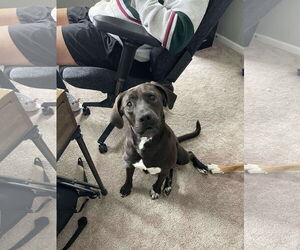 Mutt Dogs for adoption in Greensboro, NC, USA