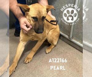 German Shepherd Dog-Unknown Mix Dogs for adoption in HESPERIA, CA, USA
