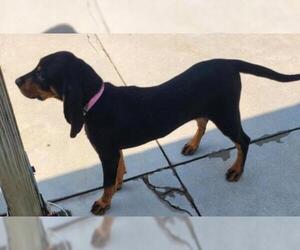 Black and Tan Coonhound Dogs for adoption in Knoxville, IA, USA