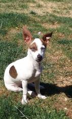 Jack Russell Terrier-Whippet Mix Dogs for adoption in Custer, WA, USA