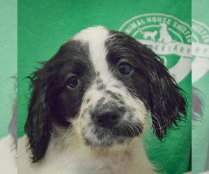 Colonial Cocker Spaniel-Unknown Mix Dogs for adoption in Huntley, IL, USA