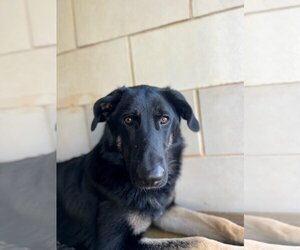 German Shepherd Dog Dogs for adoption in Charlotte, NC, USA