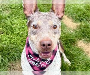 Boxer-Unknown Mix Dogs for adoption in Pueblo, CO, USA