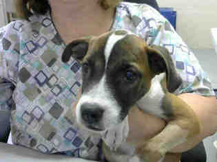Medium Photo #1 Boxer-Unknown Mix Puppy For Sale in Conroe, TX, USA