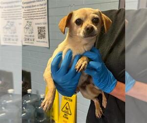 Chihuahua Dogs for adoption in Stockton, CA, USA