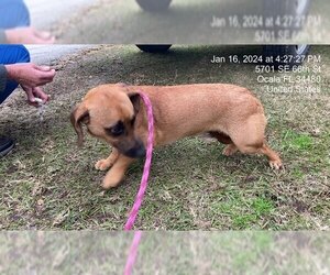 Dachshund-Unknown Mix Dogs for adoption in Ocala, FL, USA