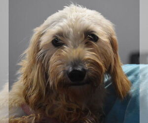 Dachshund Dogs for adoption in Shelbyville, TN, USA
