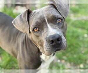 American Pit Bull Terrier Dogs for adoption in Tulsa, OK, USA
