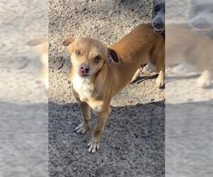 Chihuahua Dogs for adoption in San Martin, CA, USA