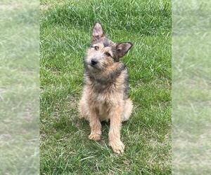Mutt Dogs for adoption in Waterford, VA, USA