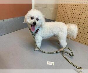 Bichon Frise Dogs for adoption in Beckley, WV, USA