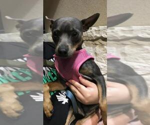 Miniature Pinscher-Unknown Mix Dogs for adoption in Pipe Creek, TX, USA