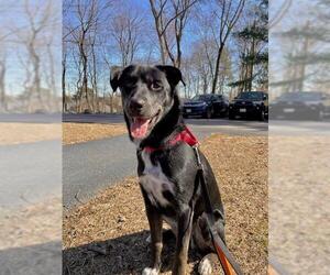 Labrador Retriever-Unknown Mix Dogs for adoption in Brewster, MA, USA