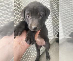 American Pit Bull Terrier Dogs for adoption in Bakersfield, CA, USA