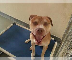 American Pit Bull Terrier Dogs for adoption in Sanford, FL, USA