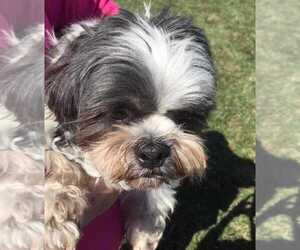 Shih Tzu Dogs for adoption in Boonville, MO, USA
