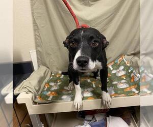Mutt Dogs for adoption in Modesto, CA, USA