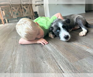 Feist Terrier-Unknown Mix Dogs for adoption in Woodbury, NY, USA