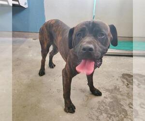 Mastiff Dogs for adoption in Camarillo, CA, USA