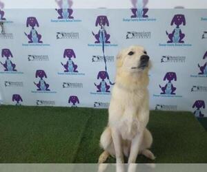 Great Pyrenees Dogs for adoption in Orlando, FL, USA