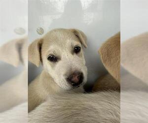Labrador Retriever Dogs for adoption in Houston, TX, USA