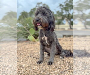 Mutt Dogs for adoption in PIPE CREEK, TX, USA
