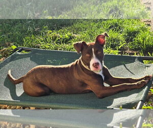 American Pit Bull Terrier-Unknown Mix Dogs for adoption in Germantown, OH, USA