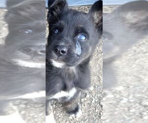 Mutt Dogs for adoption in Calgary, Alberta, Canada