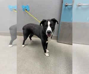 Aussiedor Dogs for adoption in Las Vegas, NV, USA