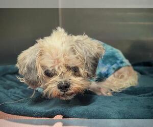 Poodle (Miniature) Dogs for adoption in Fort Lauderdale, FL, USA
