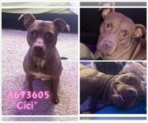 American Staffordshire Terrier-Unknown Mix Dogs for adoption in San Antonio, TX, USA