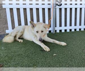 German Shepherd Dog-Unknown Mix Dogs for adoption in Modesto, CA, USA