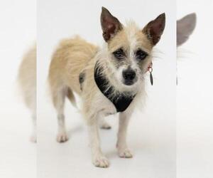 Hava-Jack Dogs for adoption in Princeton, MN, USA