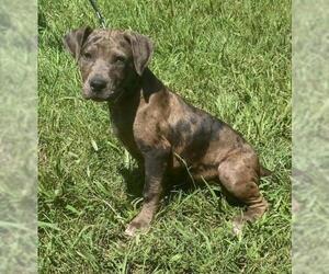 Catahoula Leopard Dog Dogs for adoption in Redfield, AR, USA