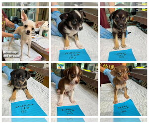 Chihuahua-Unknown Mix Dogs for adoption in Benton, LA, USA