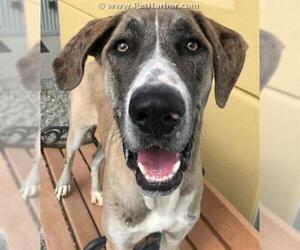 Catahoula Leopard Dog Dogs for adoption in Palmer, AK, USA